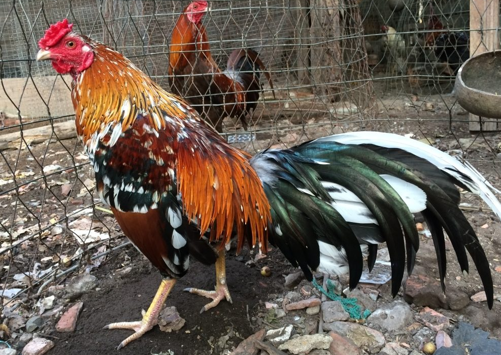 "Soi" Toàn Diện Một Con Gà Ngũ Sắc Chân Xanh Hay